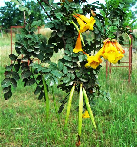 Tecoma fulva
